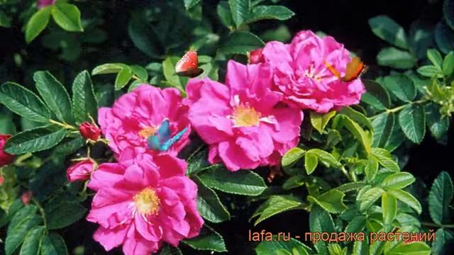 Роза морщинистая Рубра (rosa rugosa rubra) ? роза Рубра обзор: как сажать саженцы розы Рубра смотреть онлайн