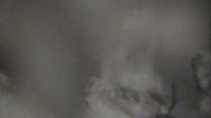 РАЗВИТИЕ НАСЕКОМЫХ С ПОЛНЫМ И НЕПОЛНЫМ ПРЕВРАЩЕНИЕМ