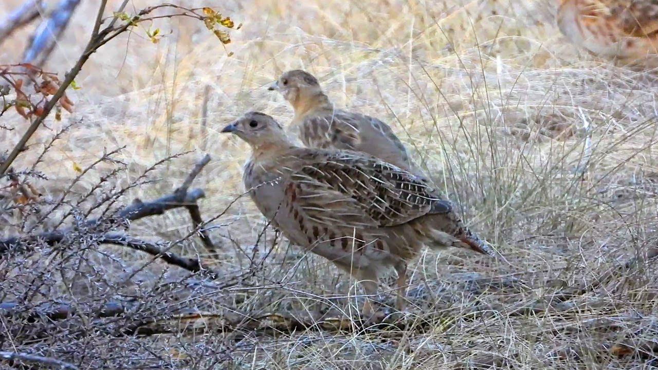 Gray partridges in early autumn / Серые куропатки в начале осени смотреть онлайн