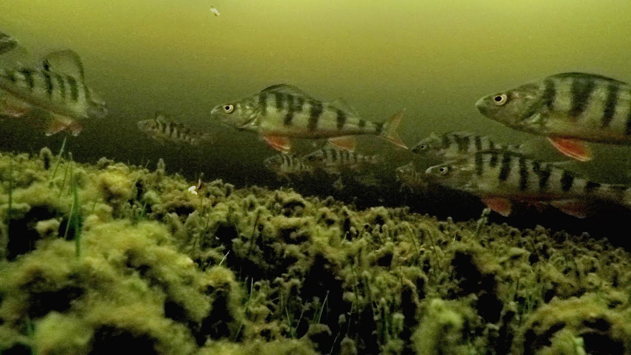 Стая окуней атакует мормышку / A flock of perch attacks the jig смотреть онлайн