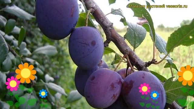 Слива Исполинская. Краткий обзор, описание характеристик, где купить саженцы prunus sp. Ispolinskay смотреть онлайн