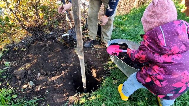 МЫ ПОСАДИЛИ ЯБЛОНЮ! ЭТО БУДЕТ НАША СЕМЕЙНАЯ ЯБЛОНЯ! смотреть онлайн