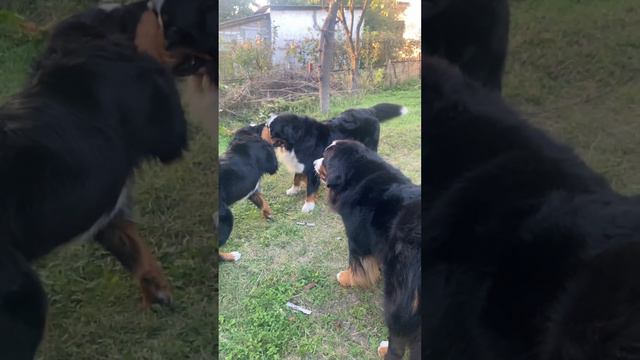 Бернский Зенненхунд и игры Bernese Mountain Dog | Bernese, Bern смотреть онлайн