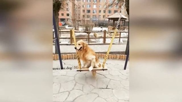 смешные животные 2021 ,приколы с животными 🐶😍 2021 г смотреть онлайн