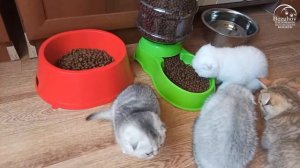 Двухмесячные шотландские котята едят сухой корм