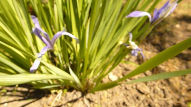 Ирис злаковидный. смотреть онлайн