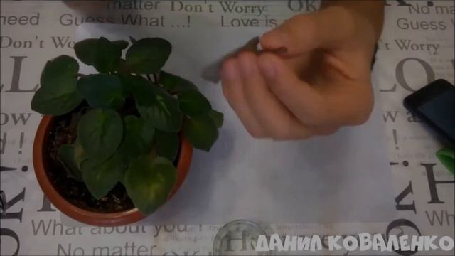 Размножение фиалок листом | Фиалки уход и размножение | смотреть онлайн