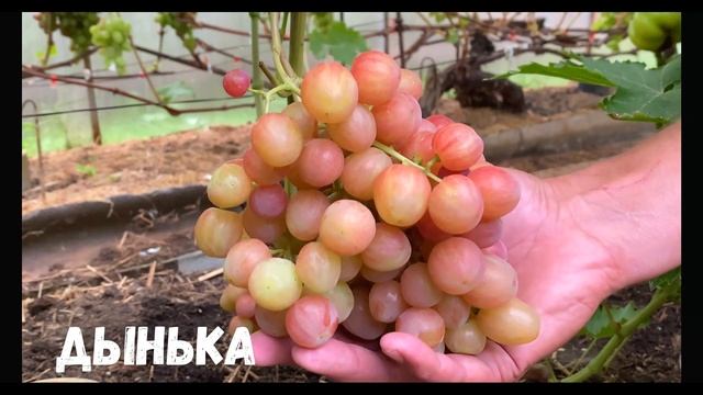 Cостояние виноградника в теплице на начало августа смотреть онлайн