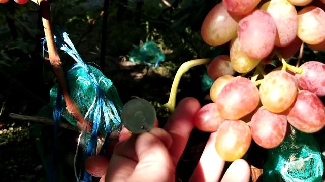 Виноград Гурман Ранний,Рубиновый Юбилей Виноградник Тепловой Т А смотреть онлайн