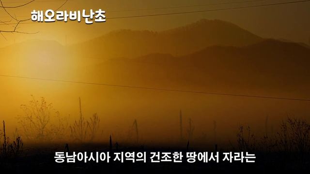 100편 해오라비난초, 멸종위기종, 꿈에서라도 만나고 싶다 смотреть онлайн
