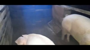 Лучшие полы для свиней.