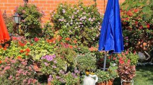 Cómo proteger las plantas de las horas de sol que más calienta🌹 para que nunca le falten flores💐