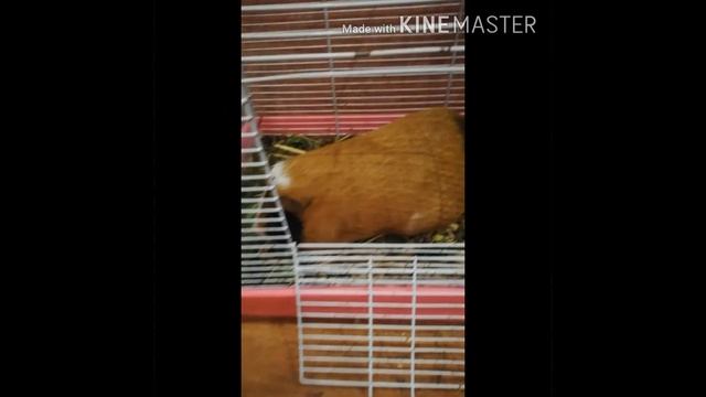 Видео про моего Гошу! ?? смотреть онлайн