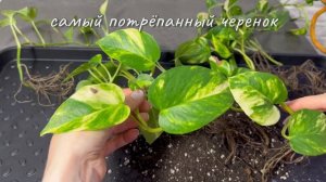 Опора для вьющихся растений из натурального дерева своими руками