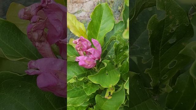 ?МАГНОЛИЯ Суланжа СЬЮЗЕН. смотреть онлайн