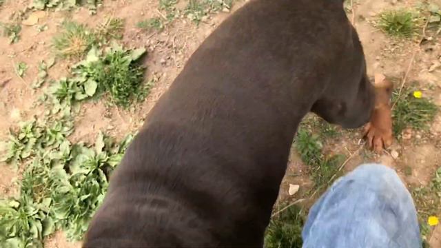 Pitbull Doberman Mix having fun смотреть онлайн