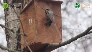 Скворец заселяет в скворечник я этому рад.