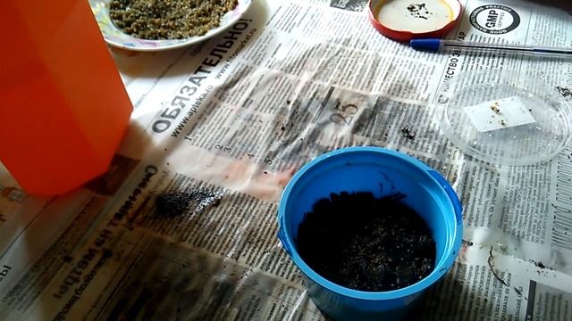 Шелковица morus - размножение семенами - стратификация и посадка смотреть онлайн