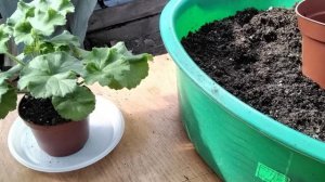 #349.Перевалка или пересадка?Черенки пеларгонии после покупки,мой опыт.