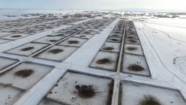 Откорм бычков. Самая крупная откормочная площадка в Казахстане на 25 000 голов. ТОО "Терра". смотреть онлайн