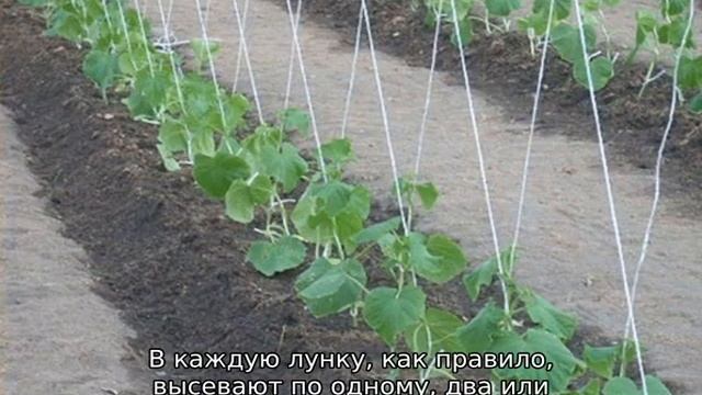 Посадка огурцов в теплицу семенами смотреть онлайн
