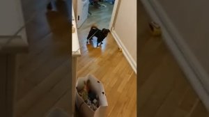 Пти брабансон после прогулки зимой