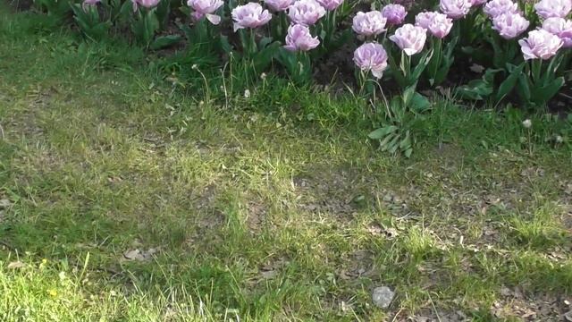 Ботсад им. Гришко, Киев, 11.05.21-3 часть. смотреть онлайн