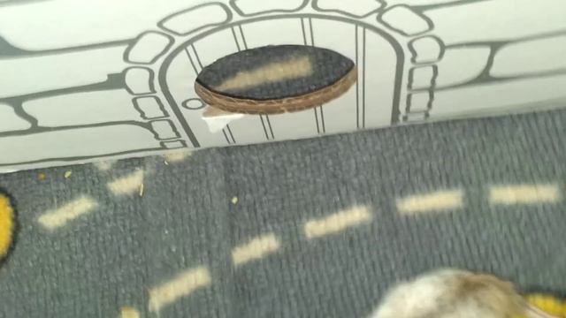 elmo in the supreme hamster fort смотреть онлайн