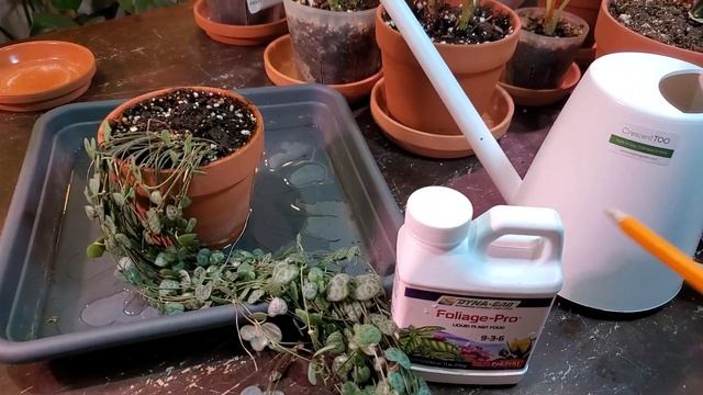 STRING OF HEARTS CARE AND PROPAGATION | Easy Care For Ceropegia Woodii #stringofhearts #houseplants