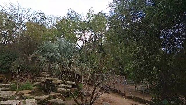 Зоологический парк Сафари (16.03.2019). Большой (гигантский, или трёхпалый) муравьед. Часть 1 смотреть онлайн
