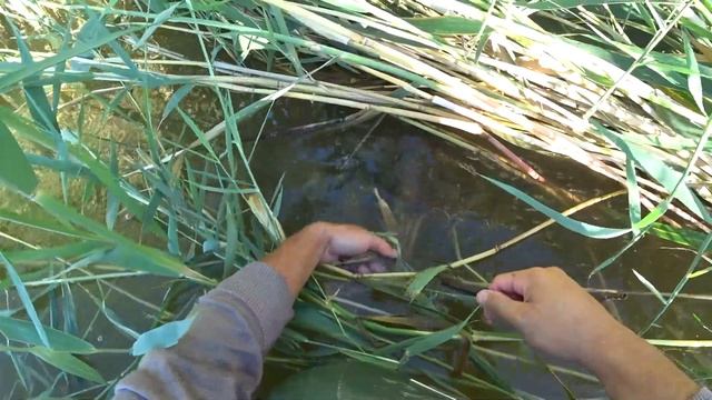 РЫБАЛКА НА МИХАЙЛОВСКОМ ОЗЕРЕ(МАНУЛ)26 августа 22г.Ловля судака и змееголова. смотреть онлайн