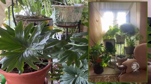 КОМНАТНЫЕ РАСТЕНИЯ НАМ В РАДОСТЬ! смотреть онлайн