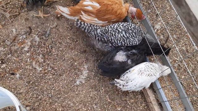 Лысый цыпленок начал обрастать... смотреть онлайн