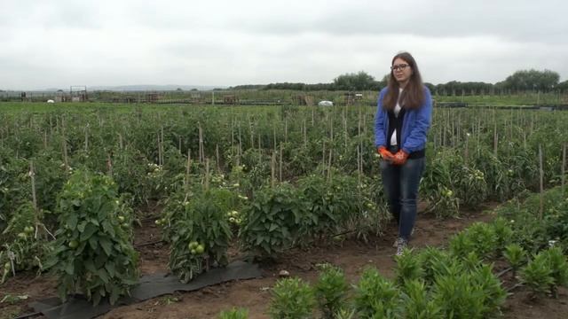 Агротекс 17: применение агроволокна для томатов смотреть онлайн