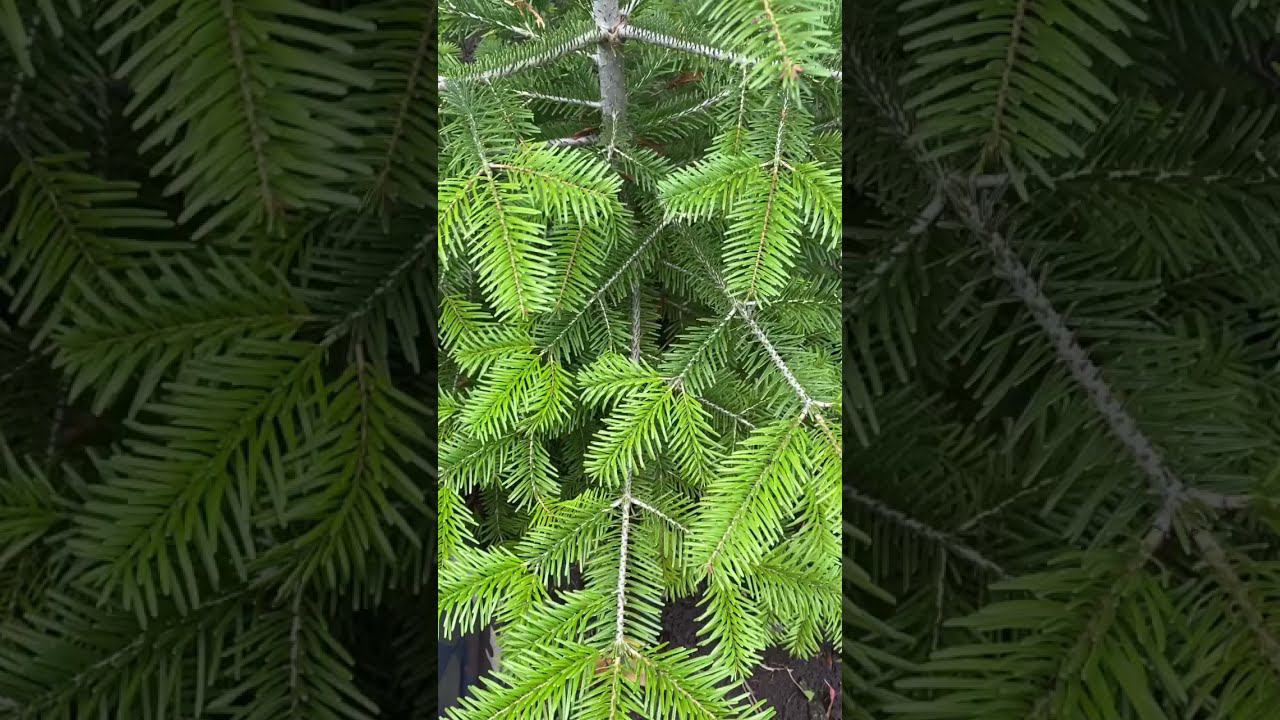 Пихта кавказская Нордмана готовится к пересадке! смотреть онлайн