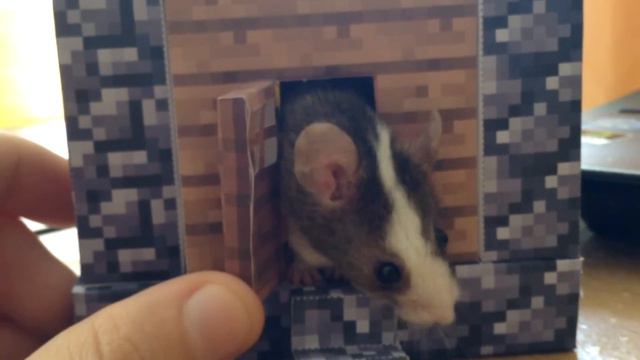 Кто в домике живёт? смотреть онлайн