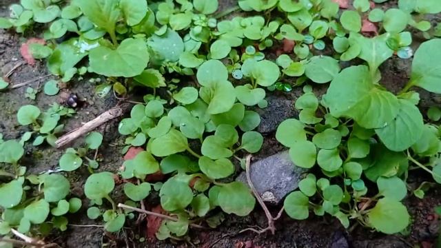 CAMERA TEST । REDMI NOTE 9 । 48 MP AI QUAD CAMERA । VIDEO RECORDING IN 1080 P 30 FPS । смотреть онлайн