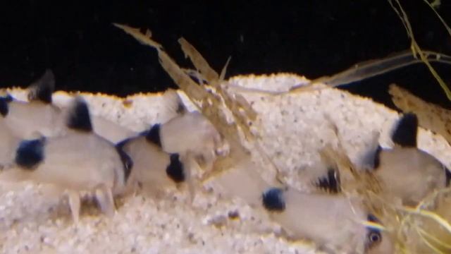 Corydoras Panda F1 смотреть онлайн