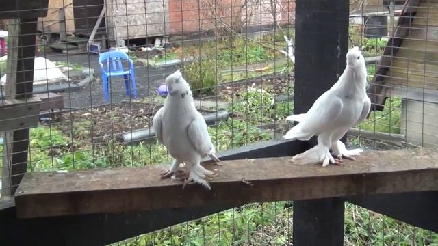 Малля дум и малля бош, Сергей Александров (С-Петербург) Андижанские голуби, узбекские бойные голуби смотреть онлайн