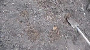 Высадка сальвии на клумбу