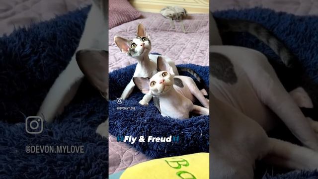 Малыши породы Девон-рекс смотреть онлайн