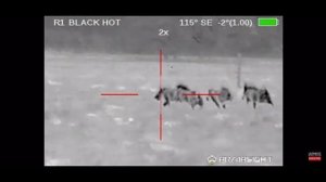Отстрел диких кабанов с помощью тепловизора !
