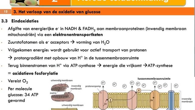 5 Bio [les 1] Thema 6 - Celademhaling (deel 2/2) смотреть онлайн