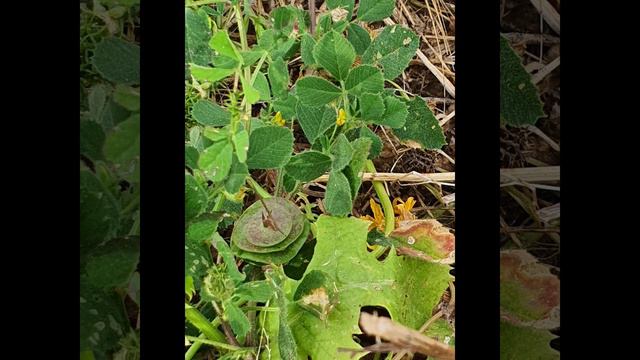 Притча о послушных и своенравных детях смотреть онлайн