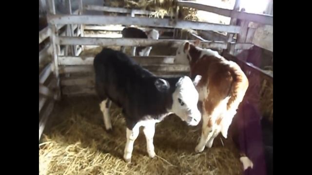 Привесы телят 0-1 месяц. Цена на молоко. Себестоимость откорма смотреть онлайн