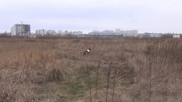 Эпаньол-бретон TAYNA - работа по парной куропатке смотреть онлайн