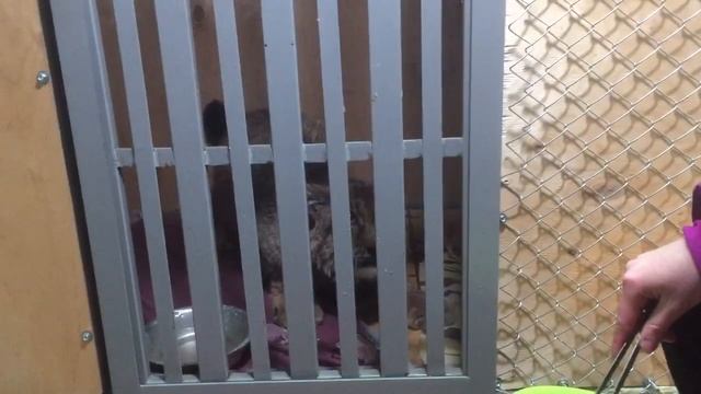 Кормление рыси в Большом гнезде Киров смотреть онлайн