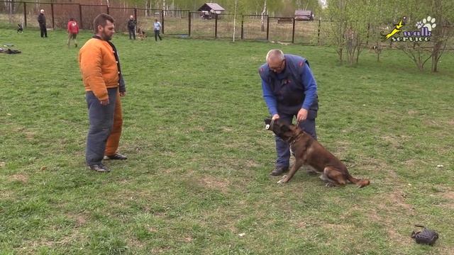 Команда бодач с фигурантом, малинуа Фокс, собака для охраны смотреть онлайн