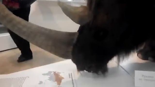 Предок носорога смотреть онлайн