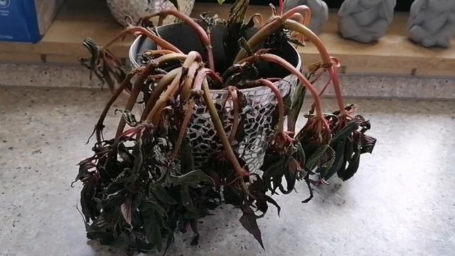 ШОК.КОМНАТНЫЕ РАСТЕНИЯ.БУДЬТЕ ОСТОРОЖНЫ #цветы#влог# смотреть онлайн